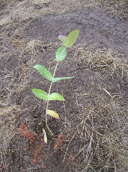 Kirkcudbright planting