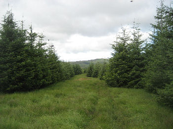 Craigenvey forest