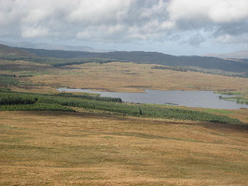 Craigenvey forest