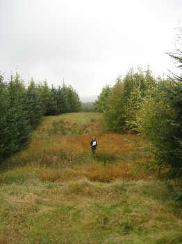 trees at Craigenvey