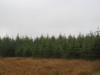 Craigenvey forest