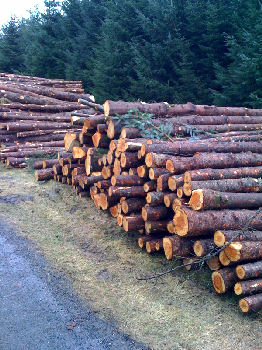 logs at Ken View