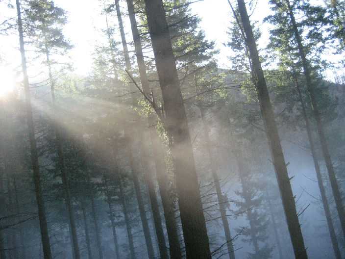 forest trees