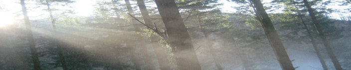 forest trees